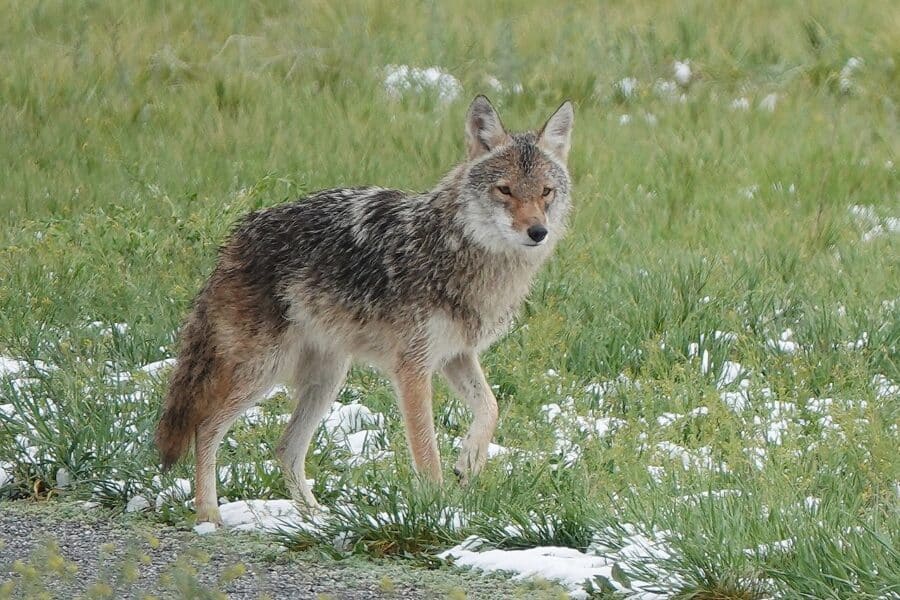 How to Keep Your Home and Animals Safe From Coyotes