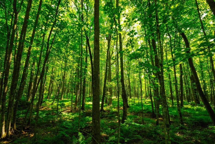 A dense green stand of trees