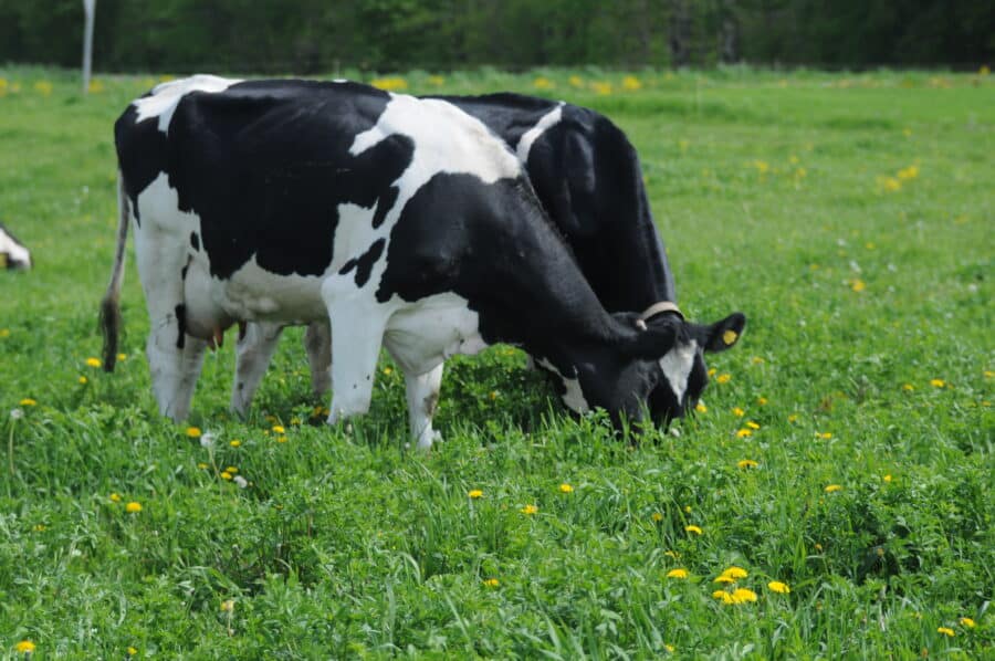 two cows graze on a field of green grass with yellow flowers