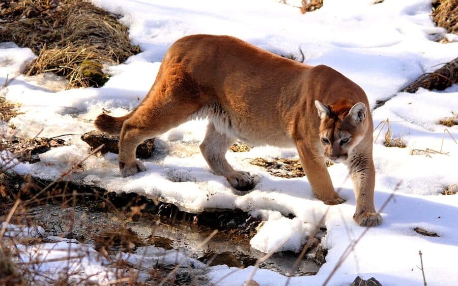 a cougar walks through the snow