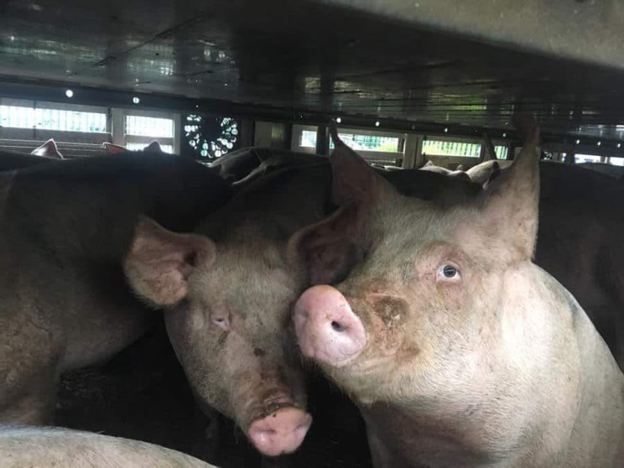 Pigs are packed into trucks on the way to the slaughterhouse.   (Wikimedia Commons/Nom d'util)