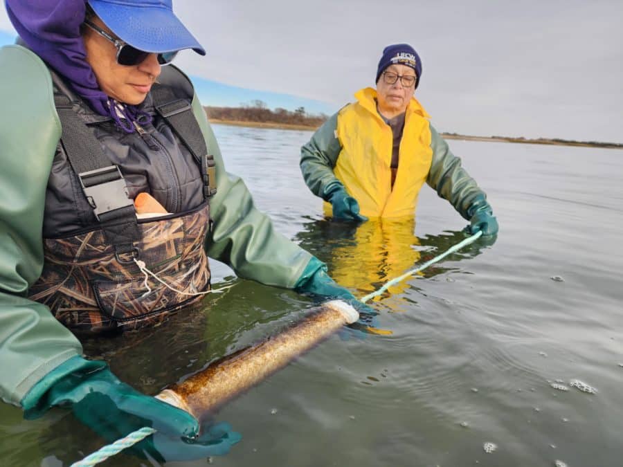 Shinnecock Farmers and Nuns Use Kelp To Restore Bay Ecosystem