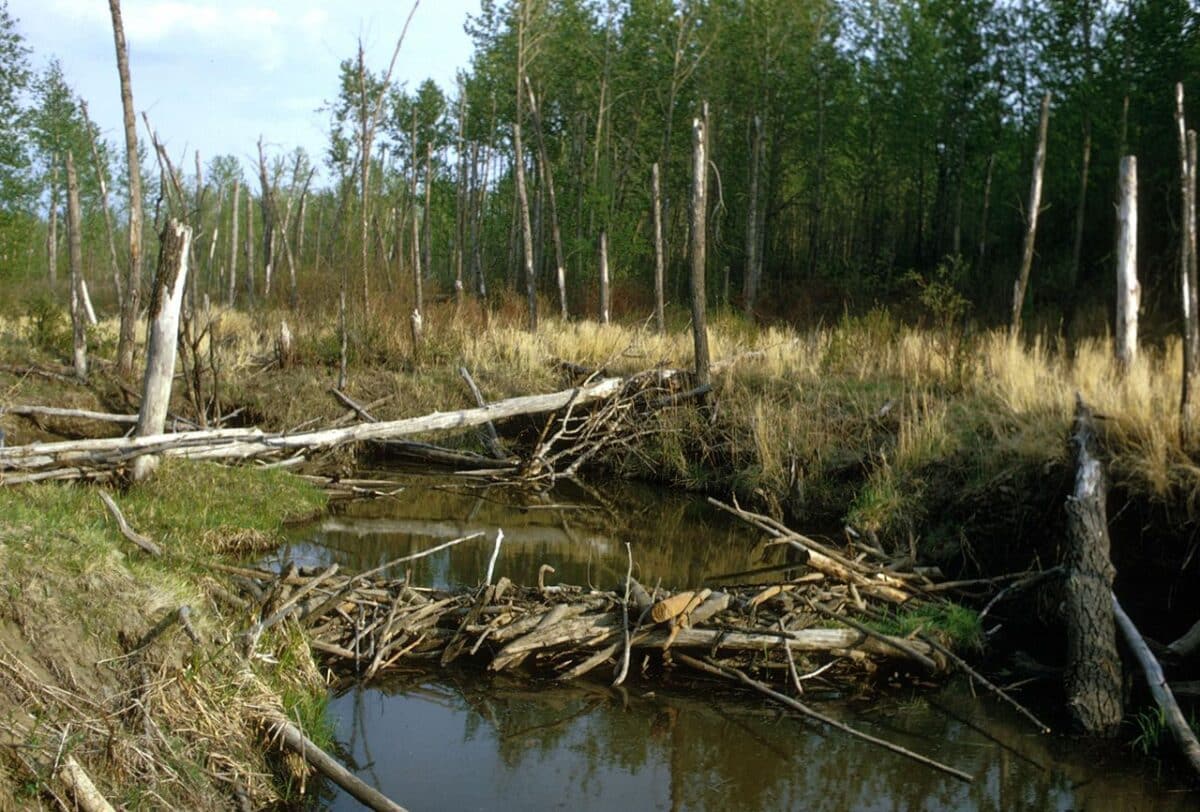 Beaver dams create clearings and wetlands that enrich ecosystem diversity. (Luther C. Goldman, U.S. Fish and Wildlife Service)