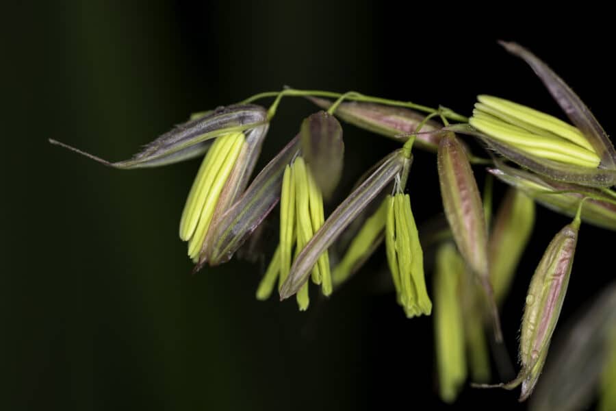 A close-up photo of a manoomin (wild rice) plant