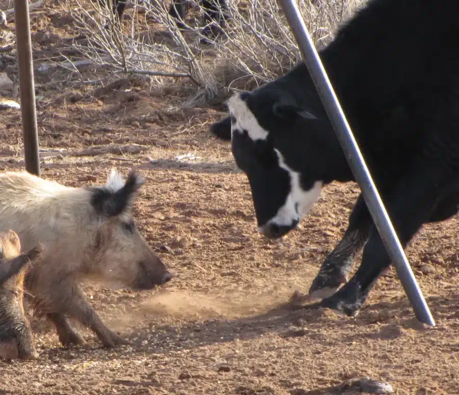 Feral pig and a cow