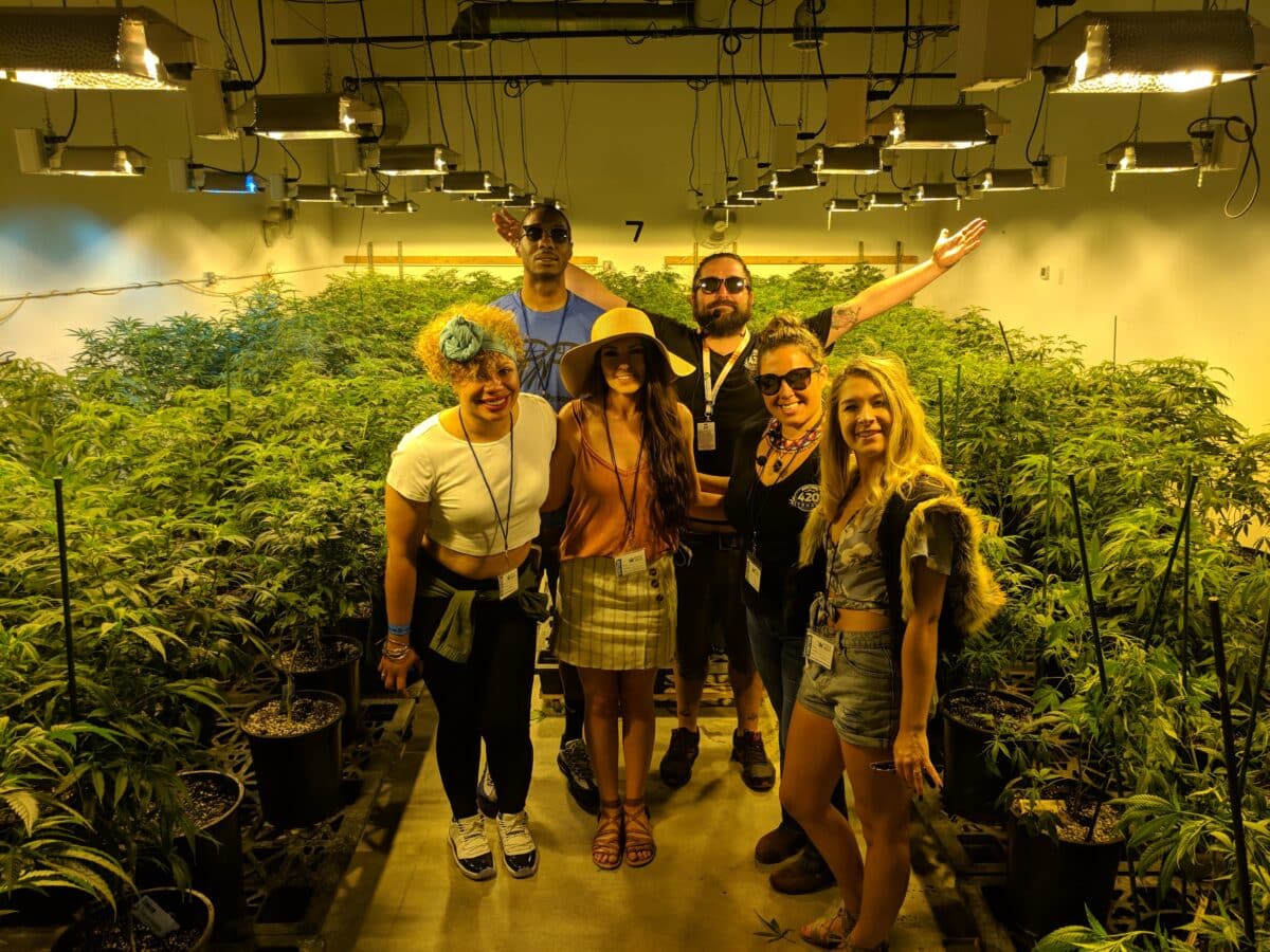 A tourist group visits a cannabis growing facility