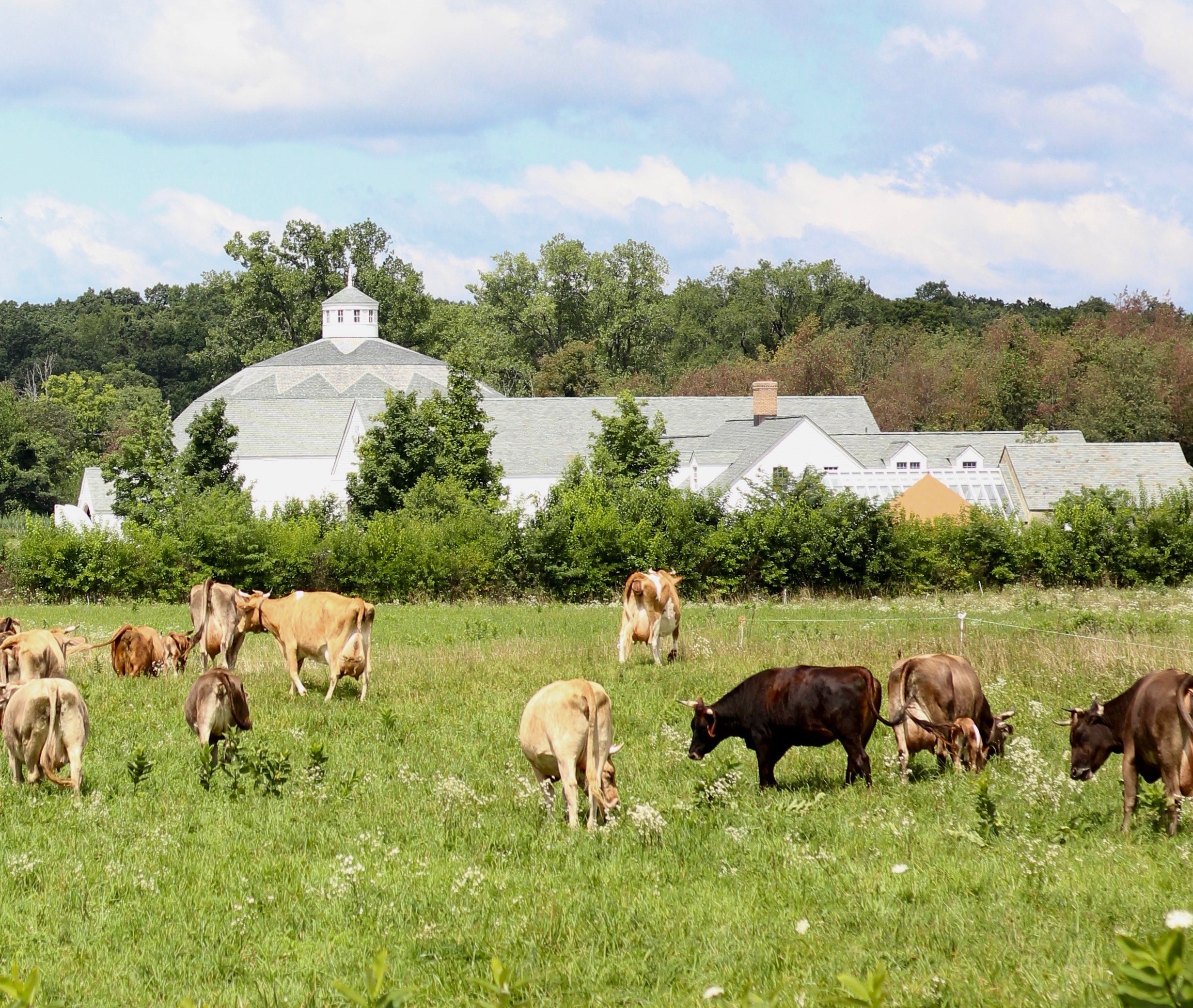 Raw Milk  Agriculture and Markets