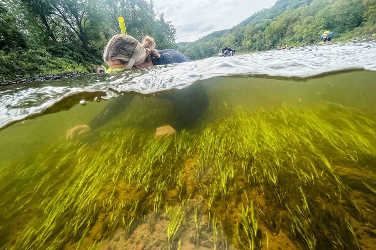 Katie Sickmann, Natural Resources Manager for the Wild Rivers Conservancy, searches for mussels in the St. Croix River on September 11, 2023 near Taylors Falls, MN.