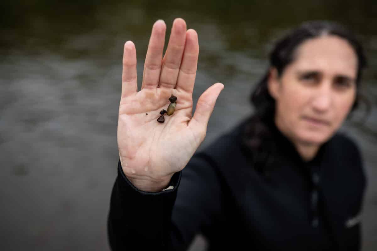 Elizabeth Glidewell, Fish Biologist with Genoa National Fish Hatchery, holds up a pair of juvenile Muckets from the St. Croix River with their byssal threads still attached to small rocks on September 11, 2023 near Taylors Falls, MN.
